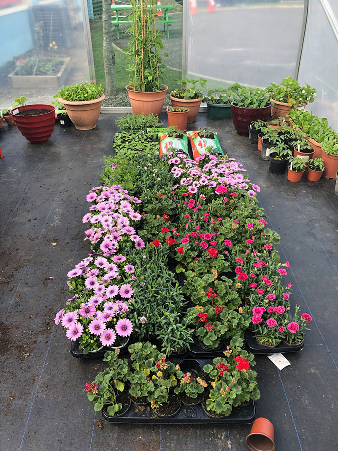 Lots of herbs growing in the garden